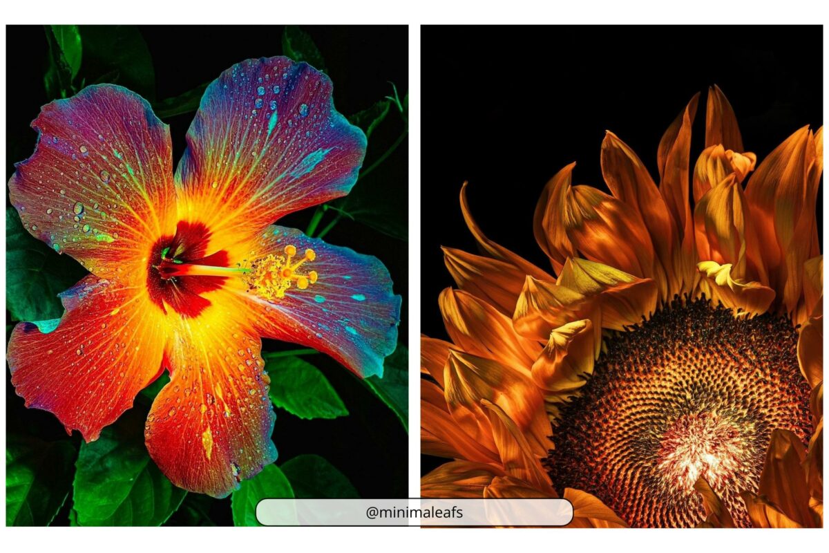 A Stunning Photograph Capturing The Beauty Of A Sunflower And A Hibiscus.