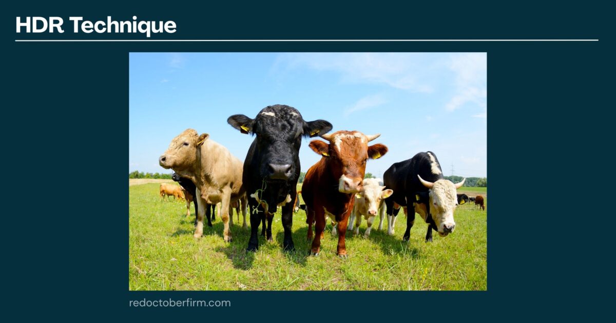 A Group Of Cows Stand On Green Grass Under A Blue Sky, Photographed Using Hdr Technique.