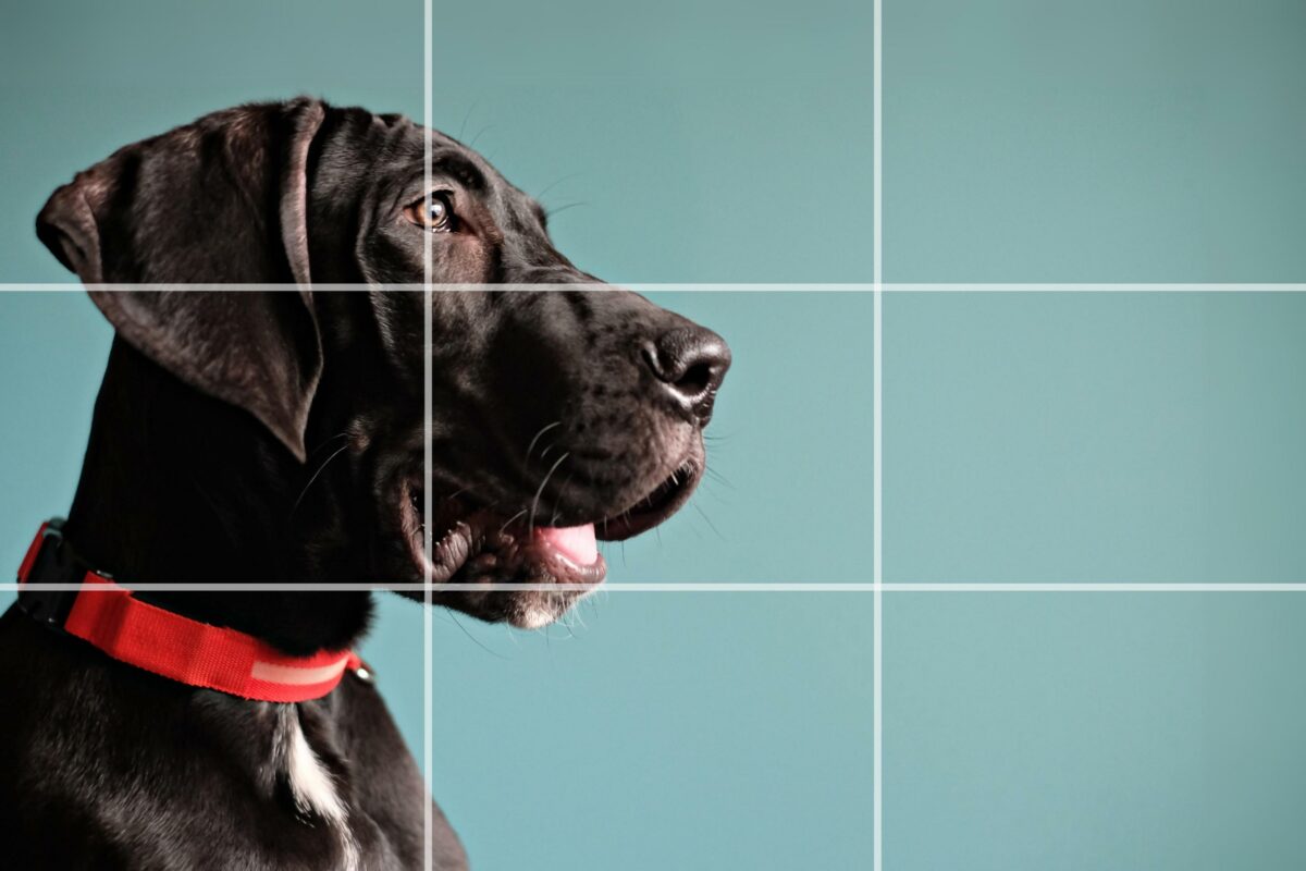 A Black Dog With A Red Collar Is Standing In Front Of A Blue Background.