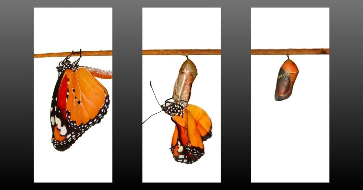 Explore The Captivating Stages Of A Butterfly'S Life Cycle Through A Mesmerizing Photo Essay.